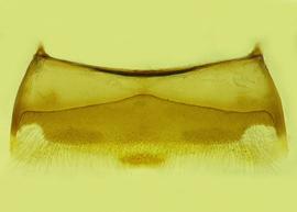  Anthidium sonorense  male, ventral view of fourth sternum (S4), photo from Gonzalez and Griswold 2013 
